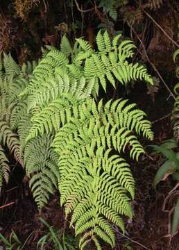 Image of Dryopteris macropholis Lorence & W. L. Wagner