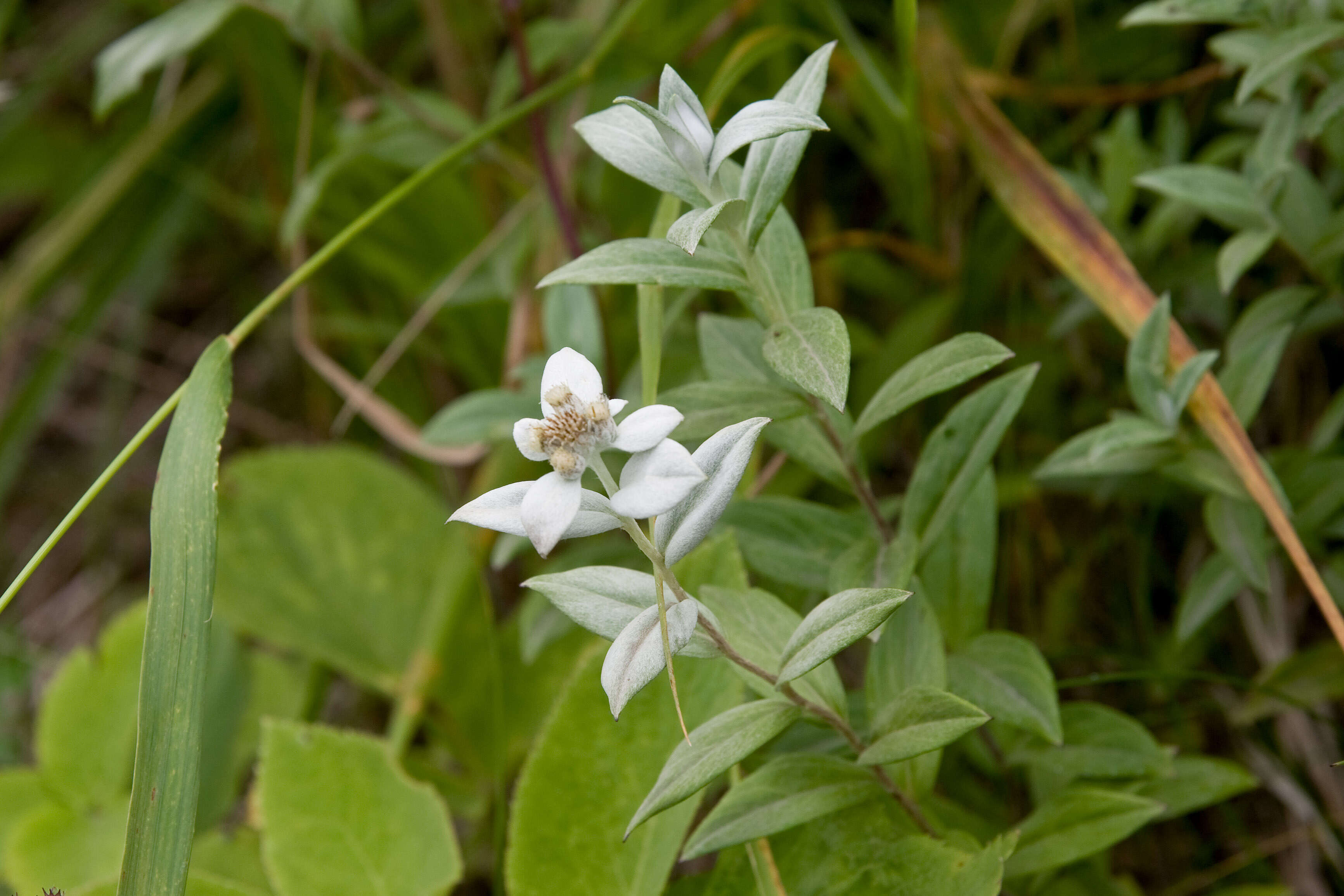 Image of Leontopodium japonicum Miq.