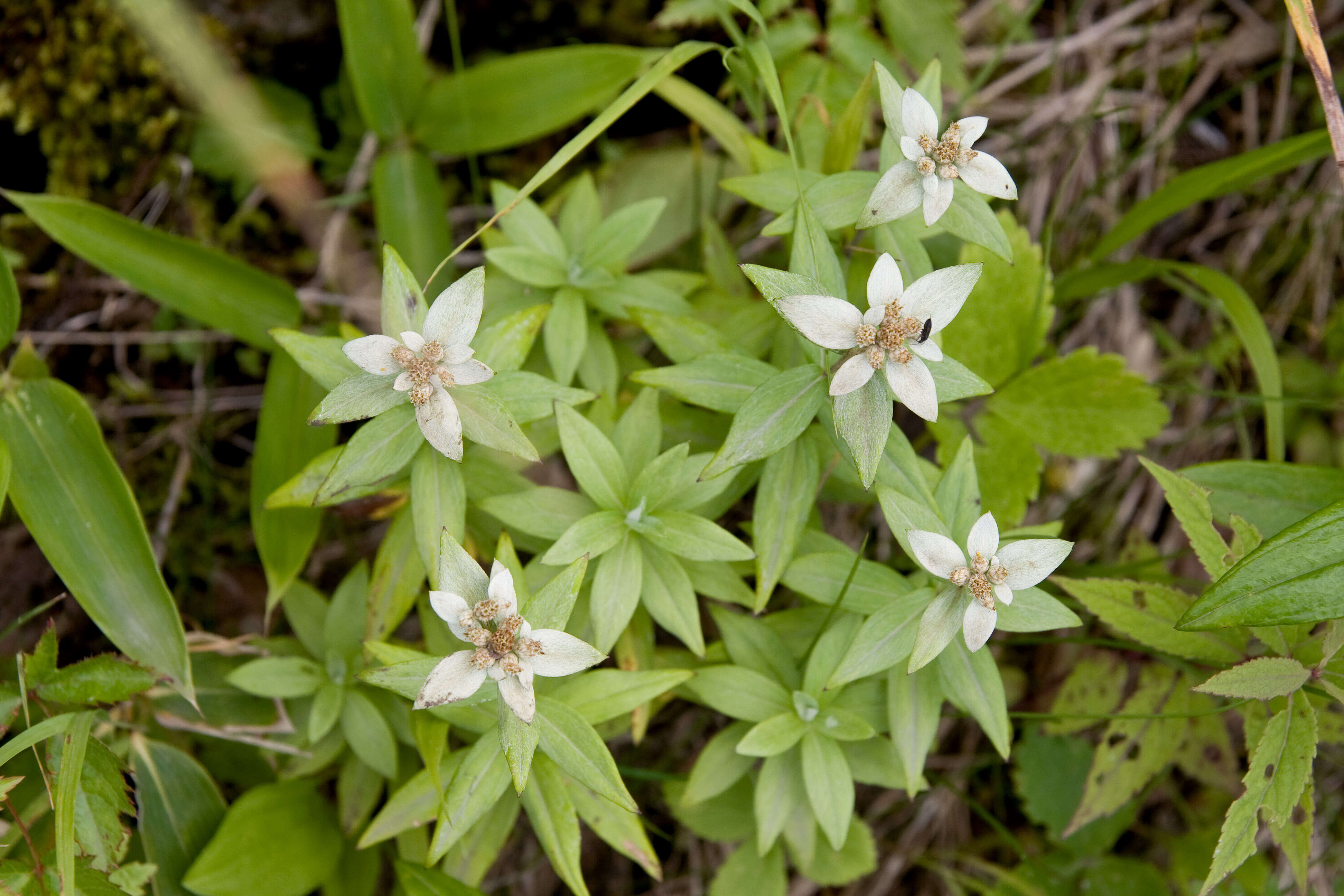 Image of Leontopodium japonicum Miq.