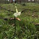 Imagem de Nicotiana suaveolens Lehm.