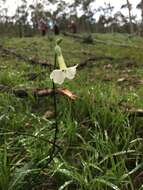 صورة Nicotiana suaveolens Lehm.