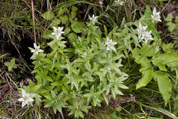 Image of Leontopodium japonicum Miq.