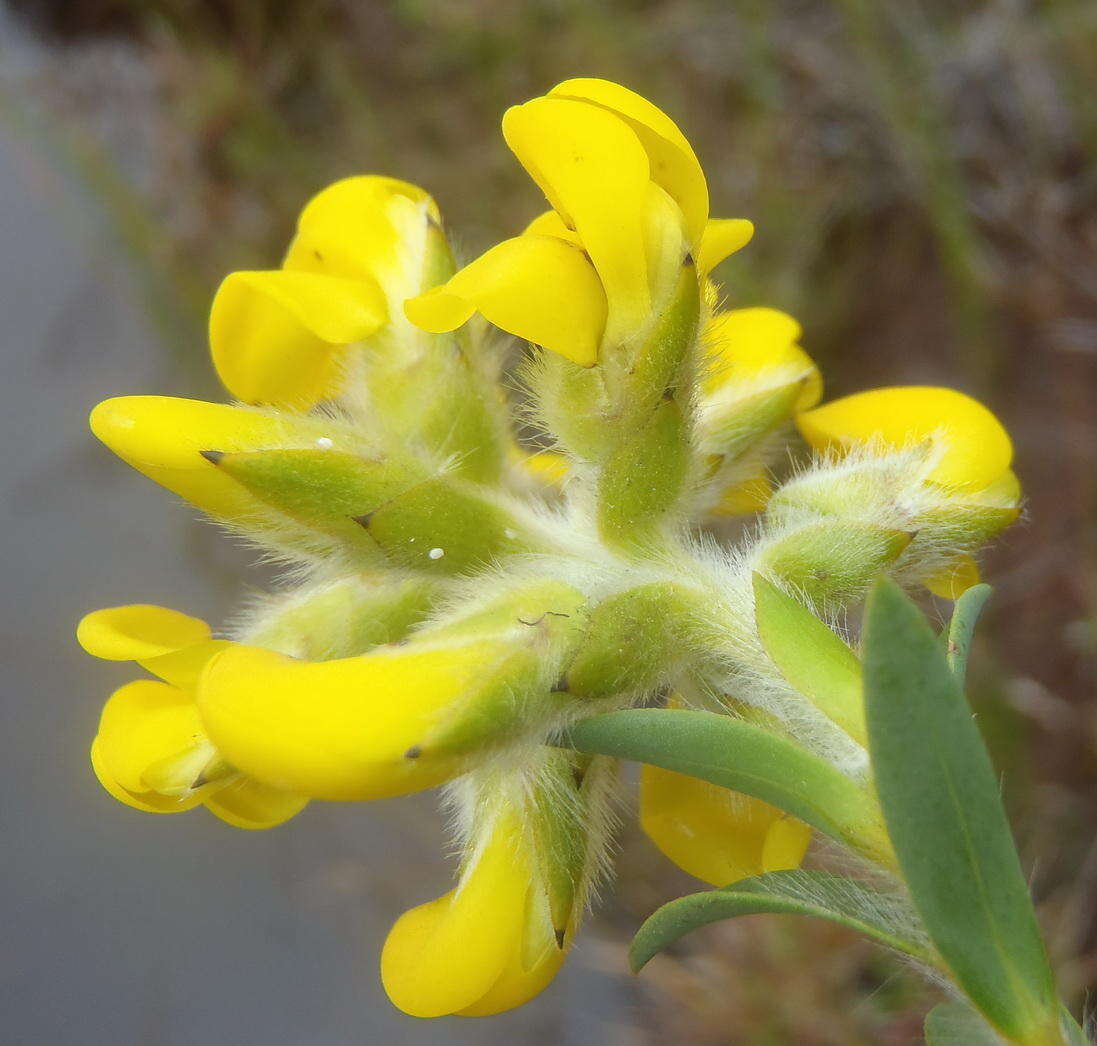 Слика од <i>Liparia hirsuta</i>