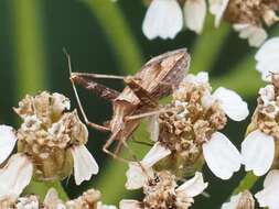 Image of Phytocoris varipes Boheman 1852