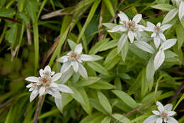 Image of Leontopodium japonicum Miq.