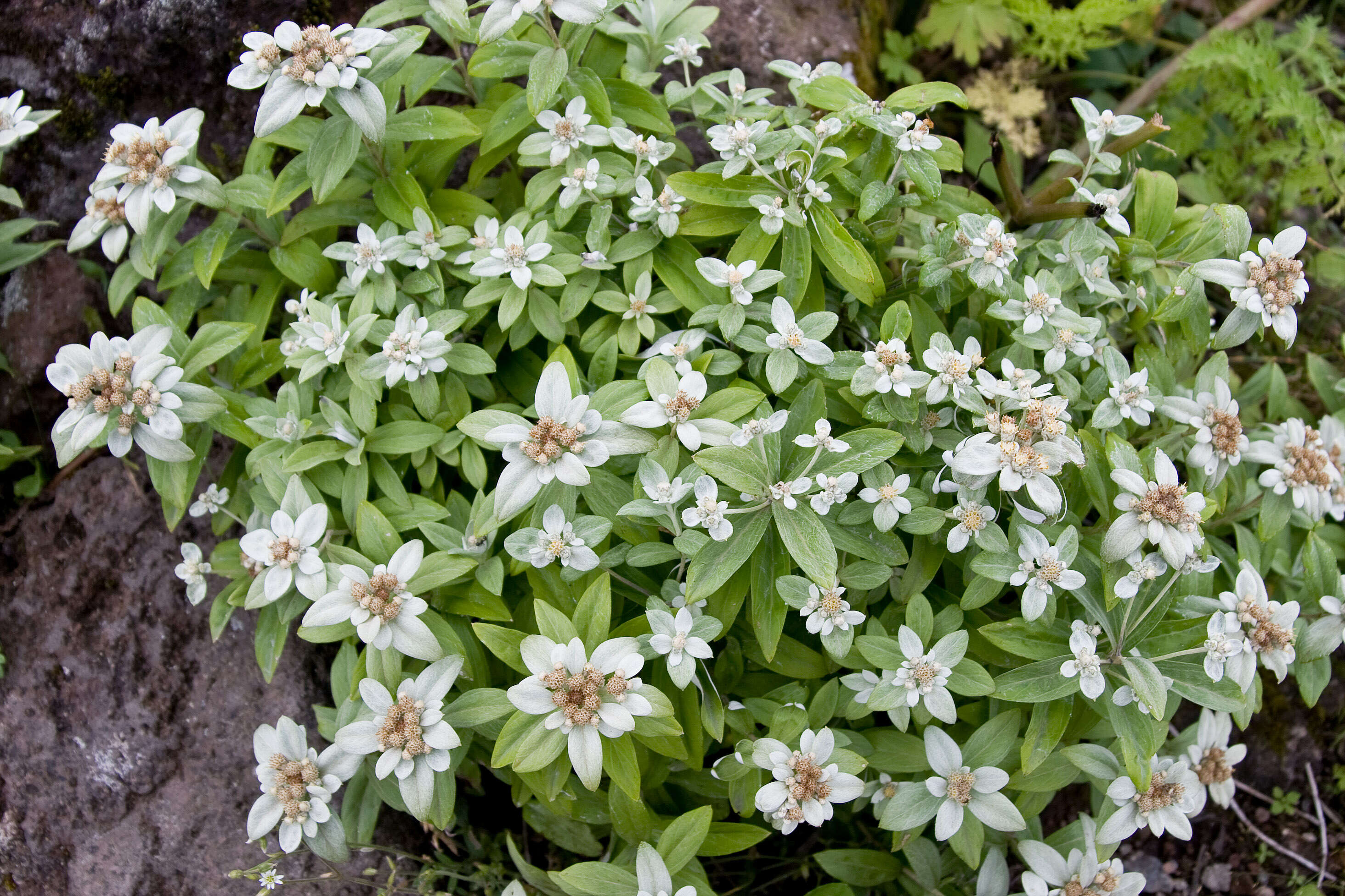 Image of Leontopodium japonicum Miq.