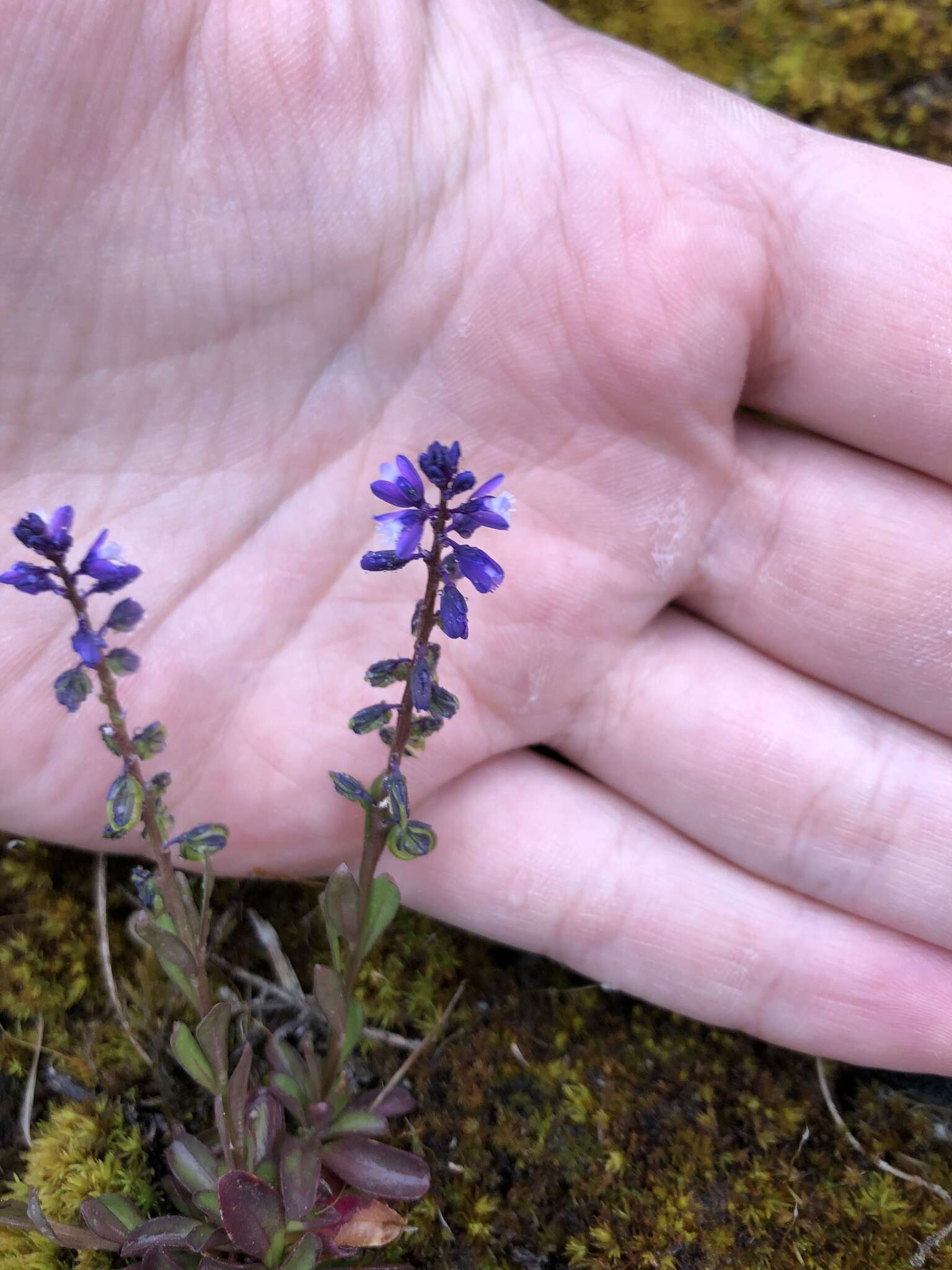 Image of Polygala amarella Crantz