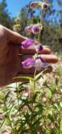 Penstemon leonensis Straw的圖片