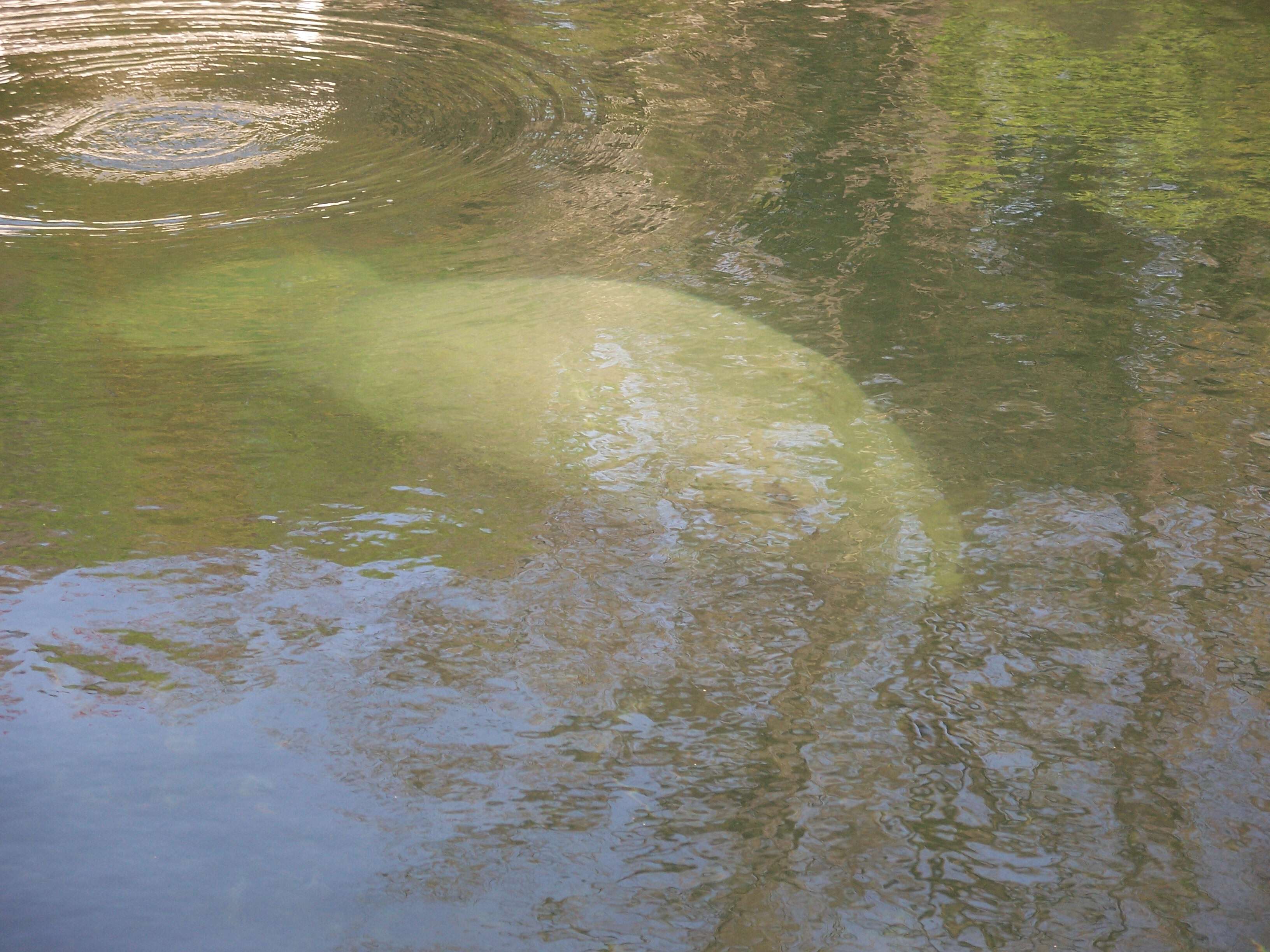 Image of manatees