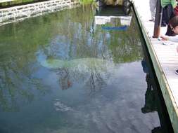 Image of manatees