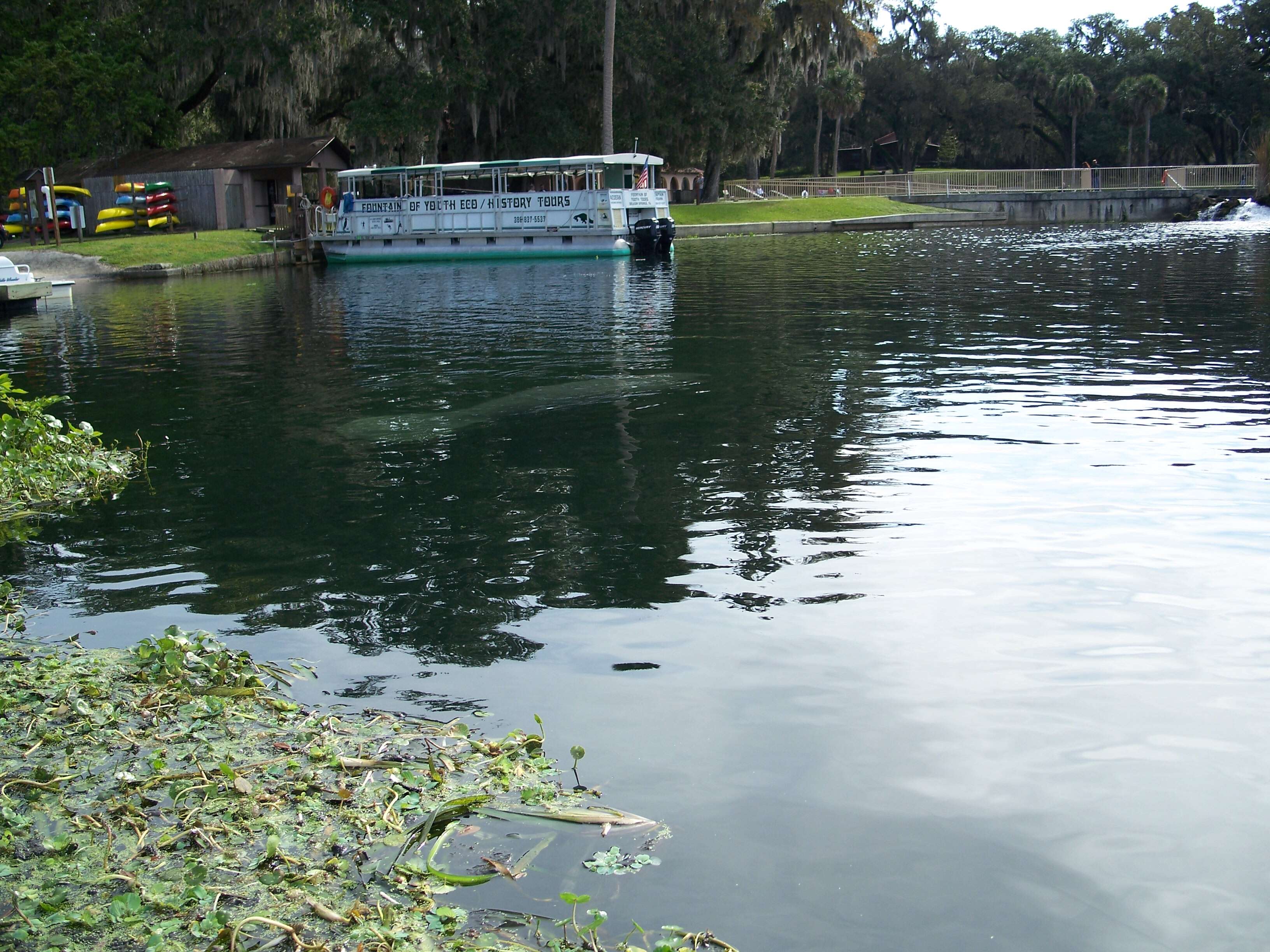 Image of manatees