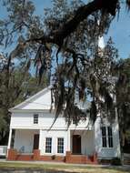 Image of Spanish moss