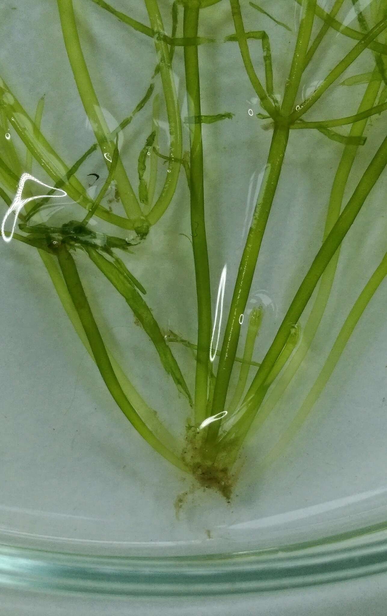 Image of Translucent Stonewort