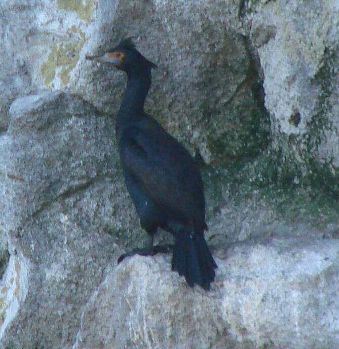 Image of Red-faced Cormorant