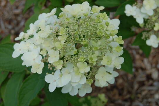 Image of panicled hydrangea