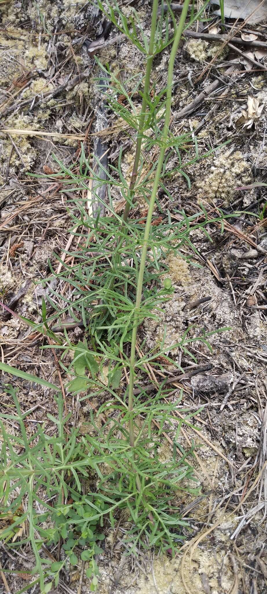 Image de Penstemon dissectus Ell.