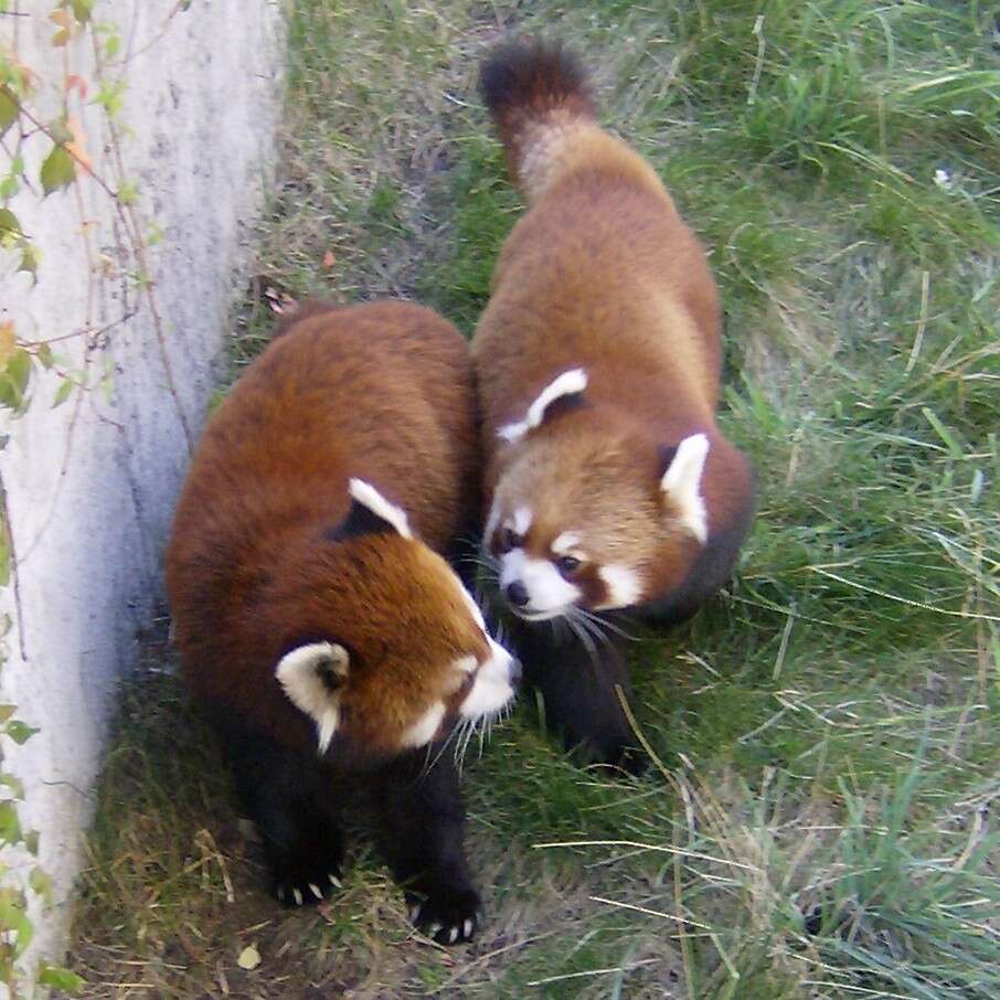 Image of red pandas