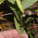 Image of Cyprus-vetch