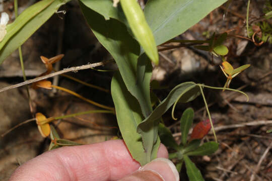 Lathyrus ochrus (L.) DC.的圖片