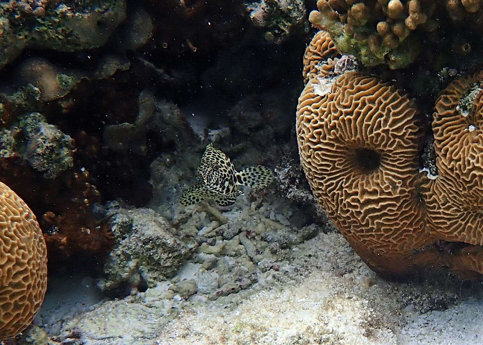 Image of Dwarf-spotted Grouper