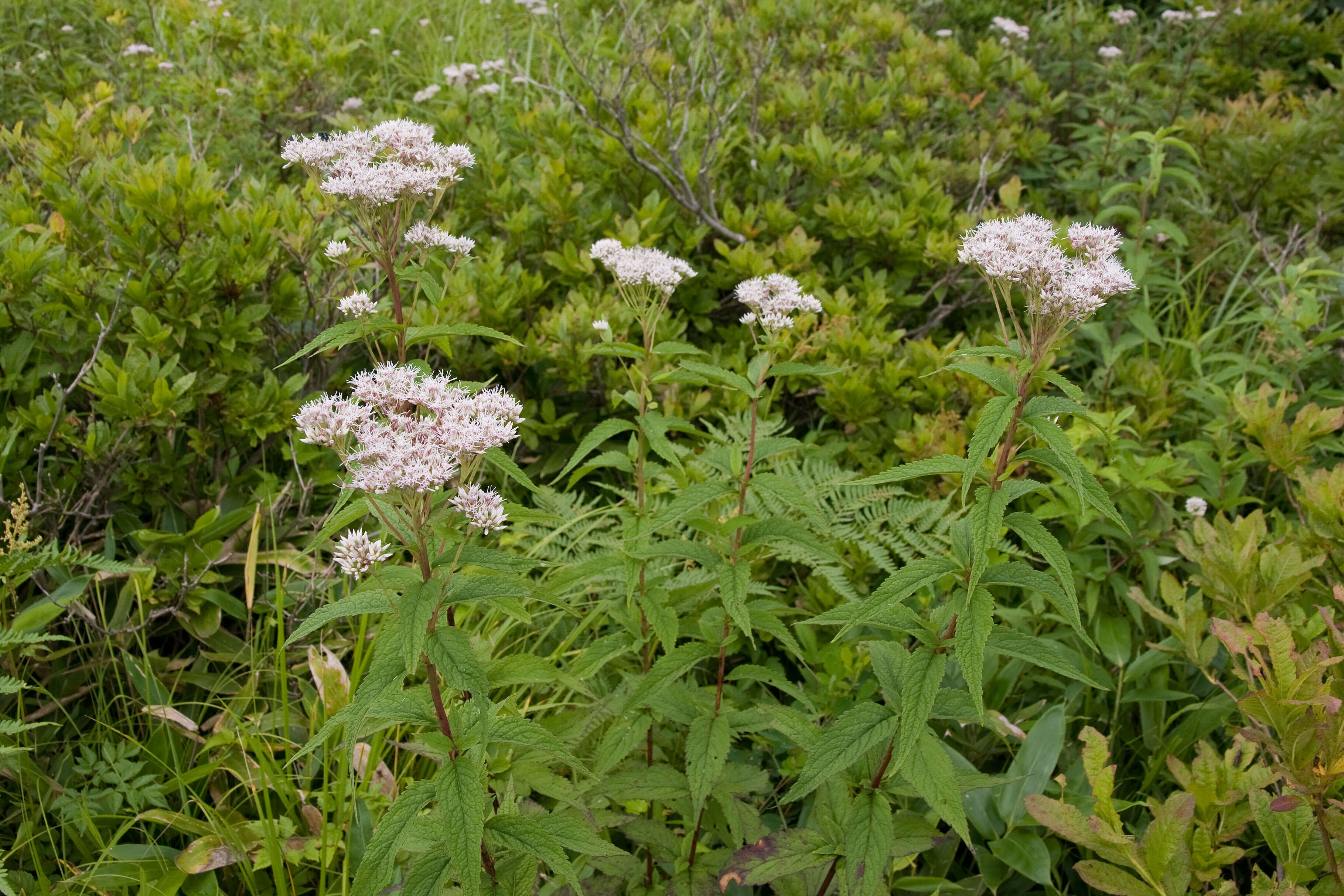 Plancia ëd Eupatorium chinense L.