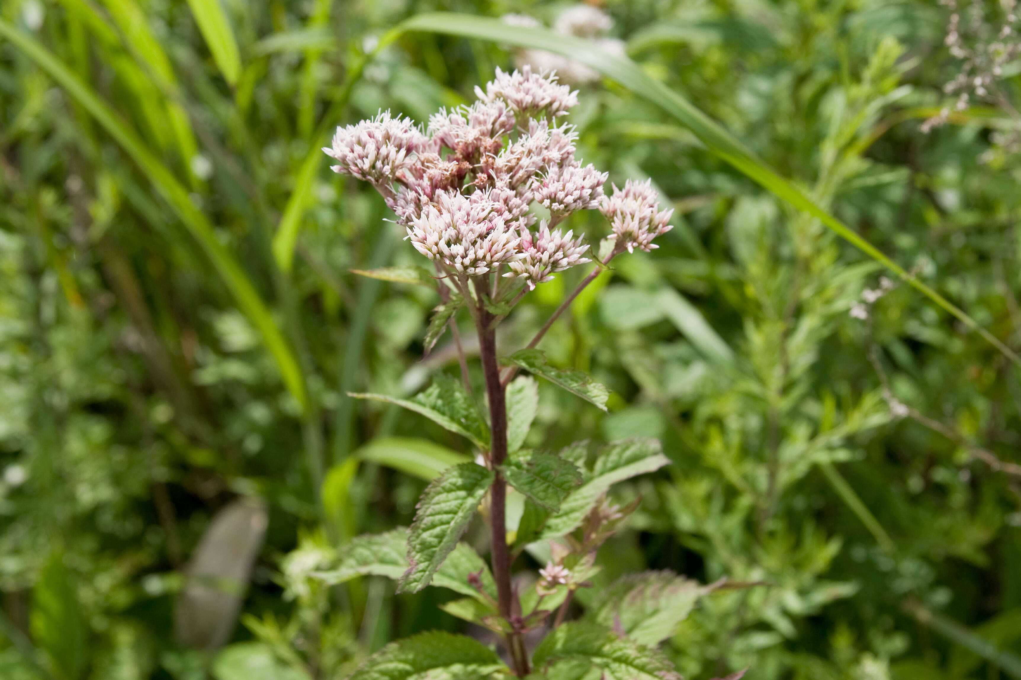 Plancia ëd Eupatorium chinense L.