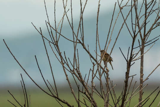 Image of Chestnut-eared Bunting