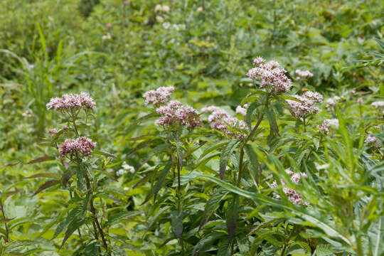 Image of Eupatorium chinense L.