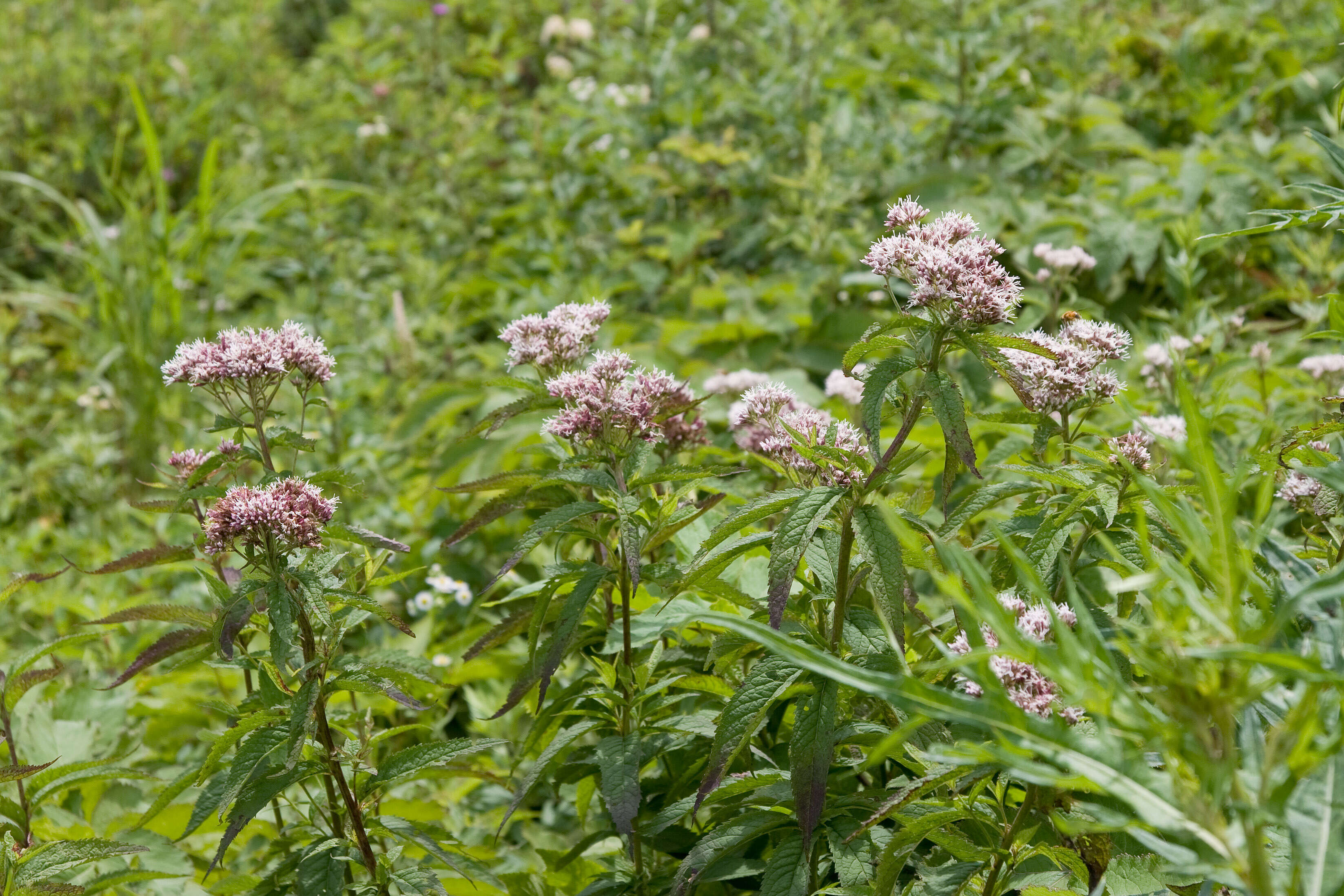 Plancia ëd Eupatorium chinense L.