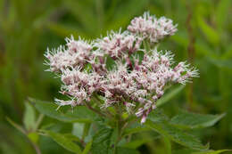 Plancia ëd Eupatorium chinense L.