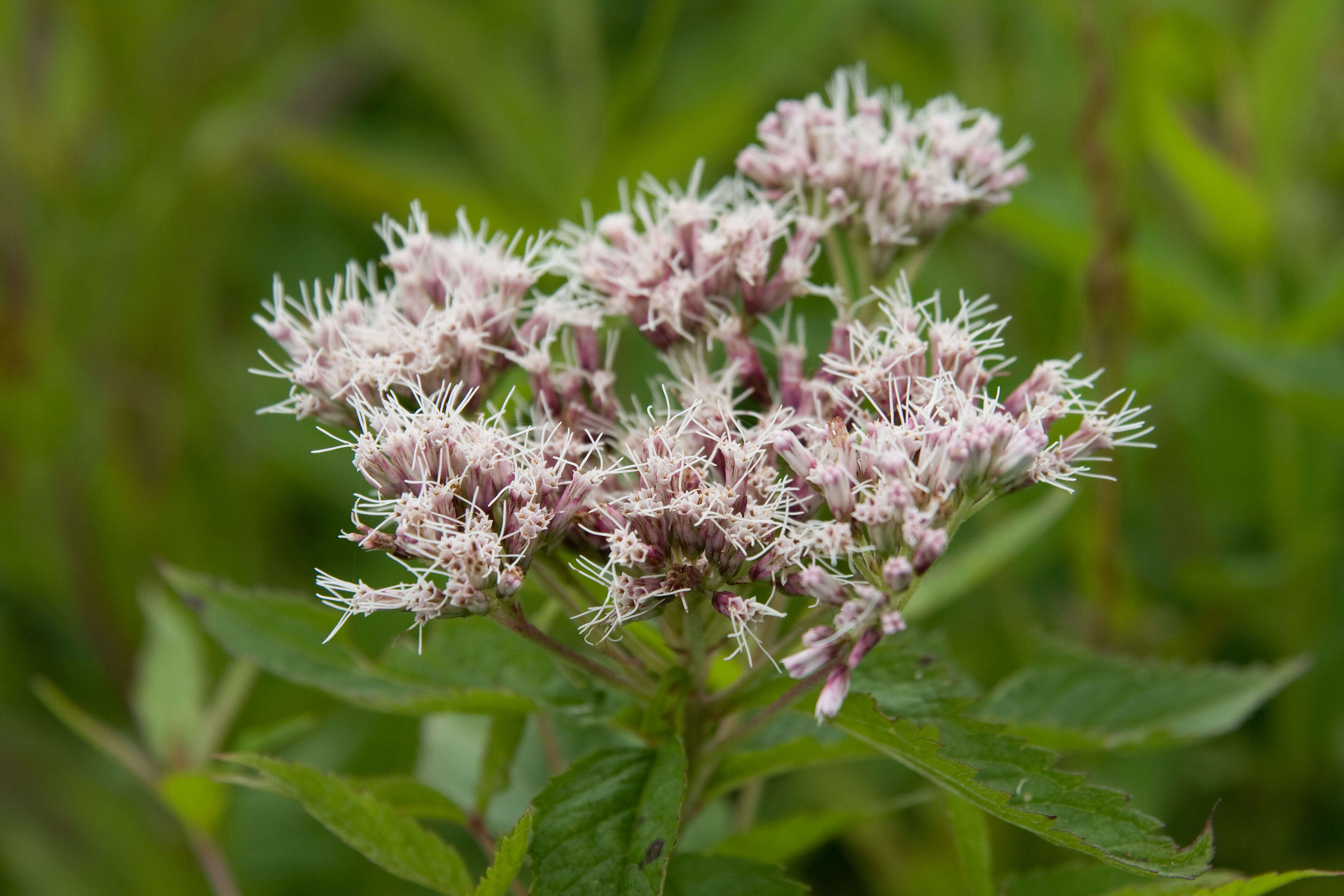 Plancia ëd Eupatorium chinense L.