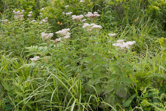 Image of Eupatorium chinense L.