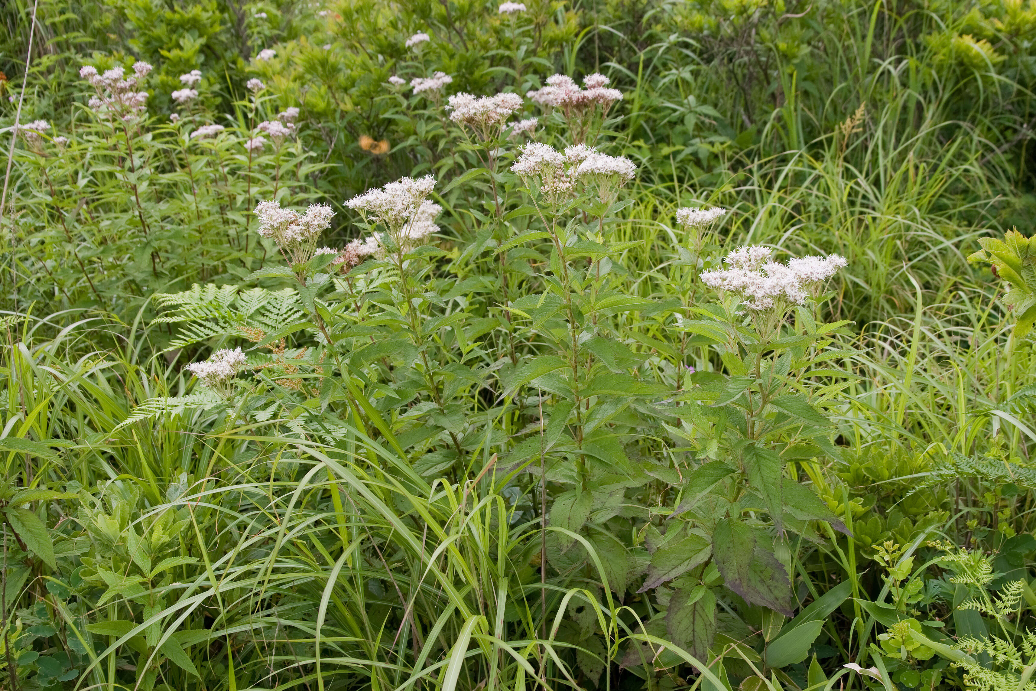 Слика од Eupatorium chinense L.