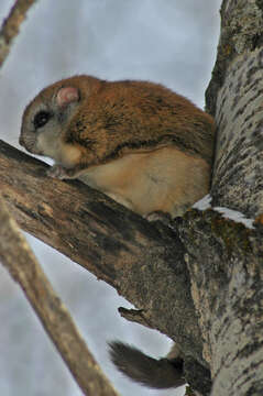 Image of American Flying Squirrels