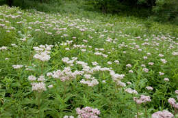 Слика од Eupatorium chinense L.