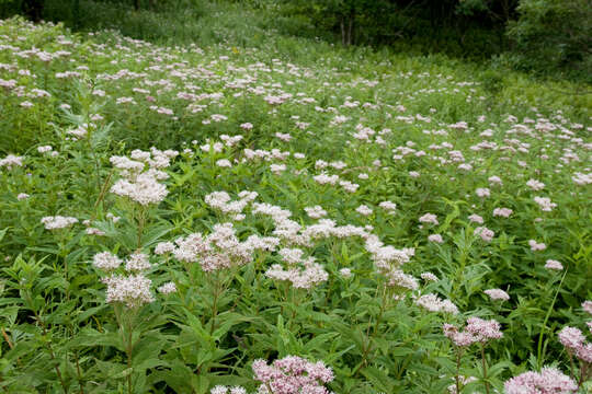 Image of Eupatorium chinense L.