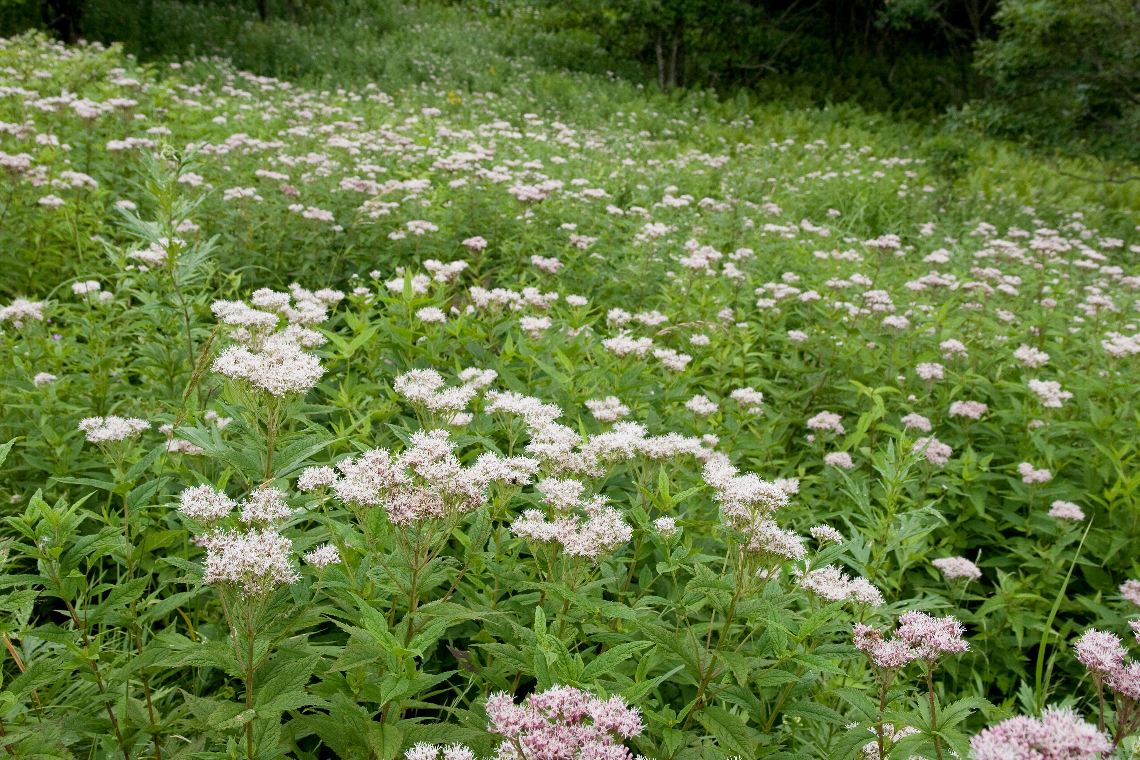 Слика од Eupatorium chinense L.