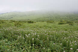 Слика од Eupatorium chinense L.