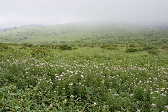 Image of Eupatorium chinense L.