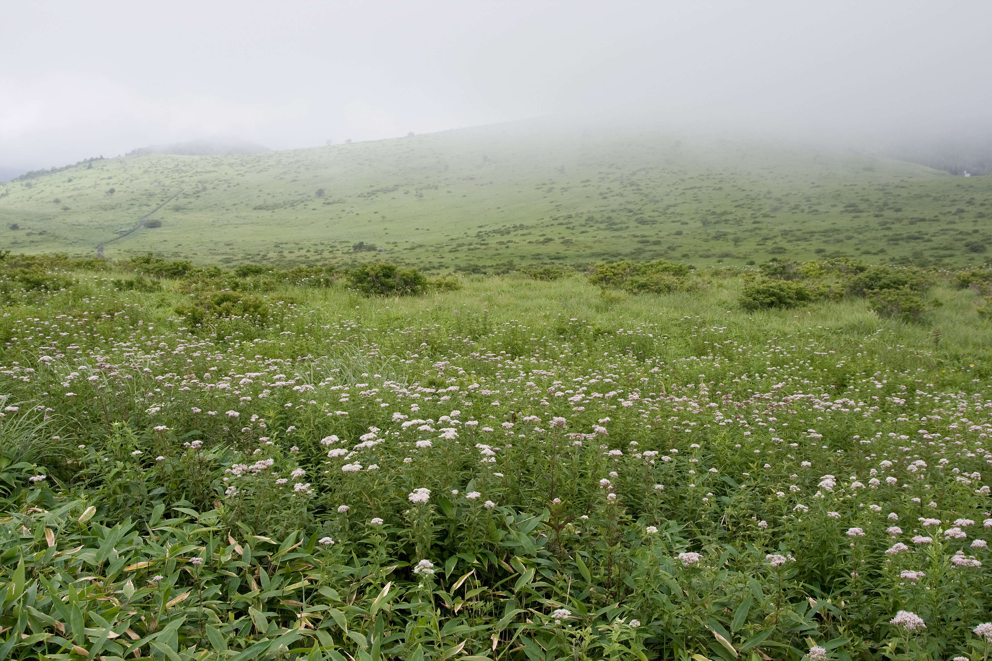 Plancia ëd Eupatorium chinense L.