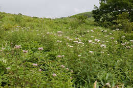 Plancia ëd Eupatorium chinense L.