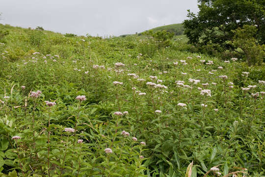 Image of Eupatorium chinense L.