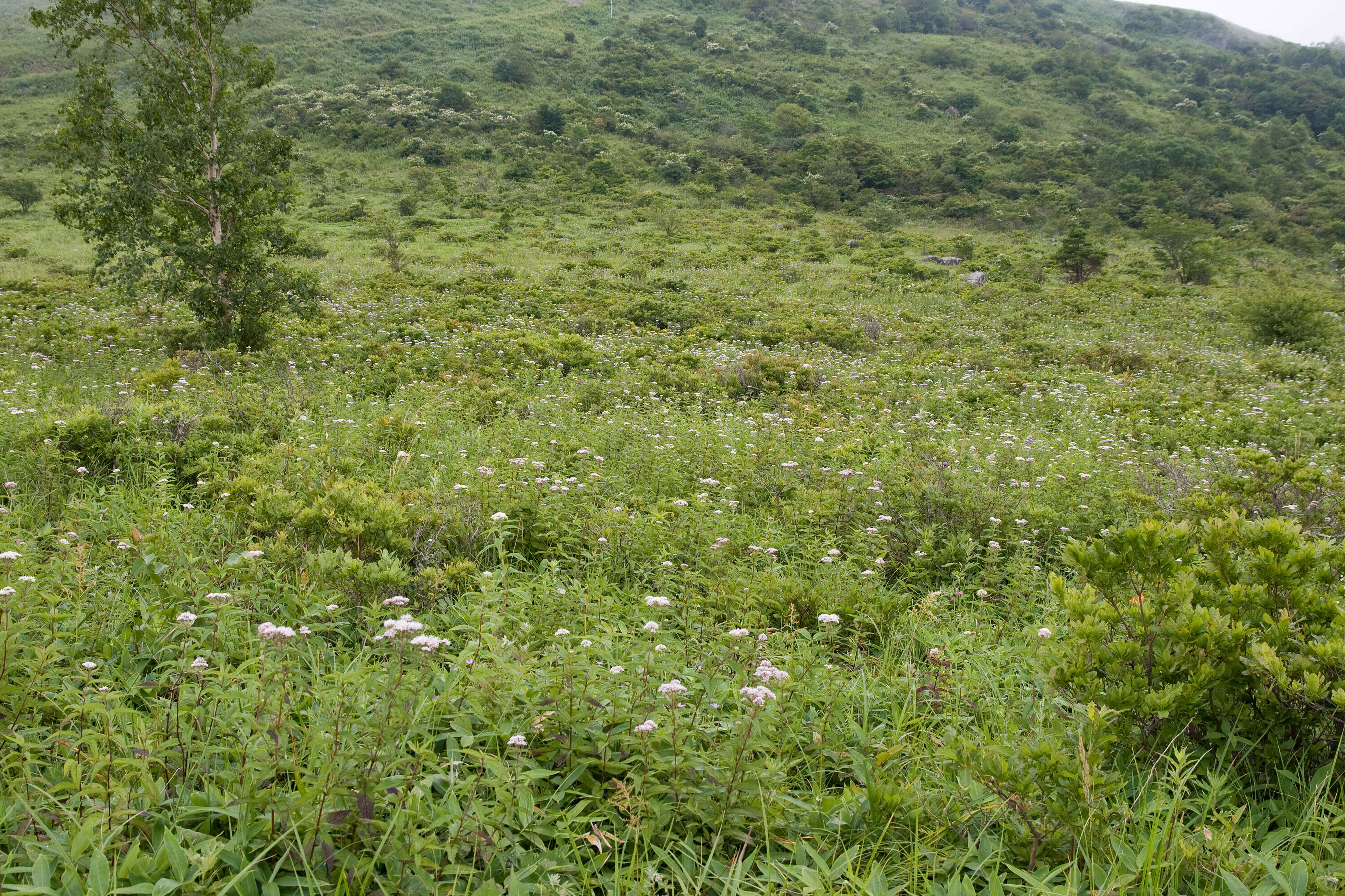 Plancia ëd Eupatorium chinense L.