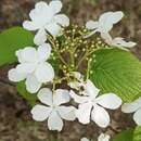 Image of Viburnum furcatum Bl. ex Hook. fil. & Thoms.