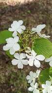 Image de Viburnum furcatum Bl. ex Hook. fil. & Thoms.