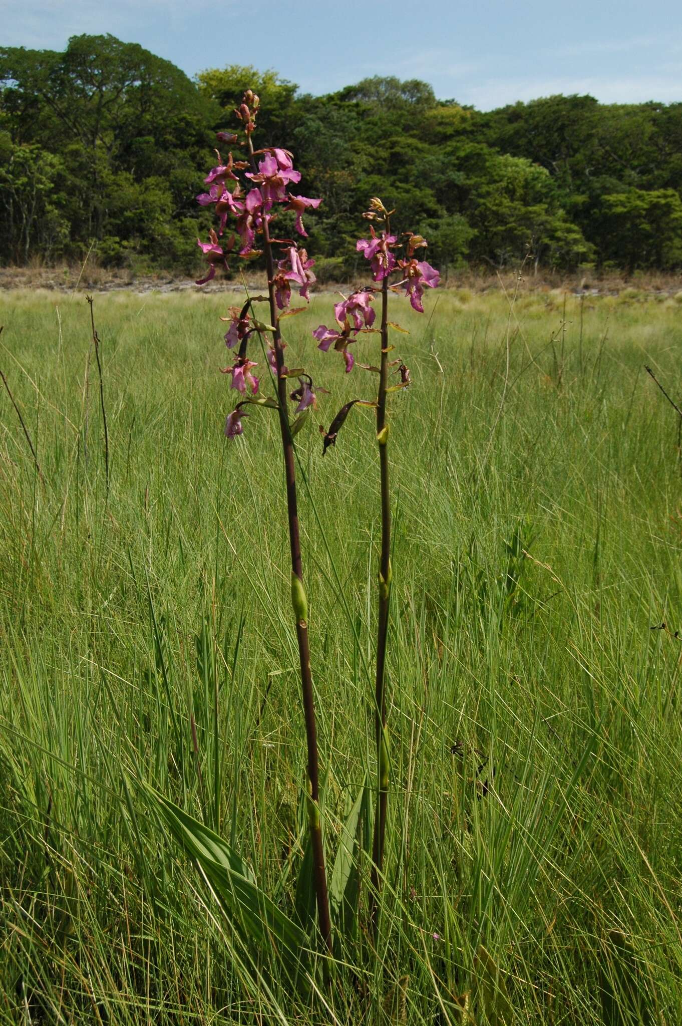 Image of Eulophia tricristata Schltr.