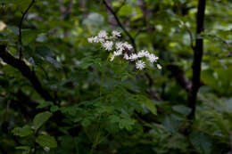 Image of Thalictrum aquilegiifolium