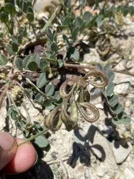 Imagem de Astragalus iodanthus var. diaphanoides Barneby