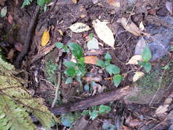 Image of small-leaf spiderwort