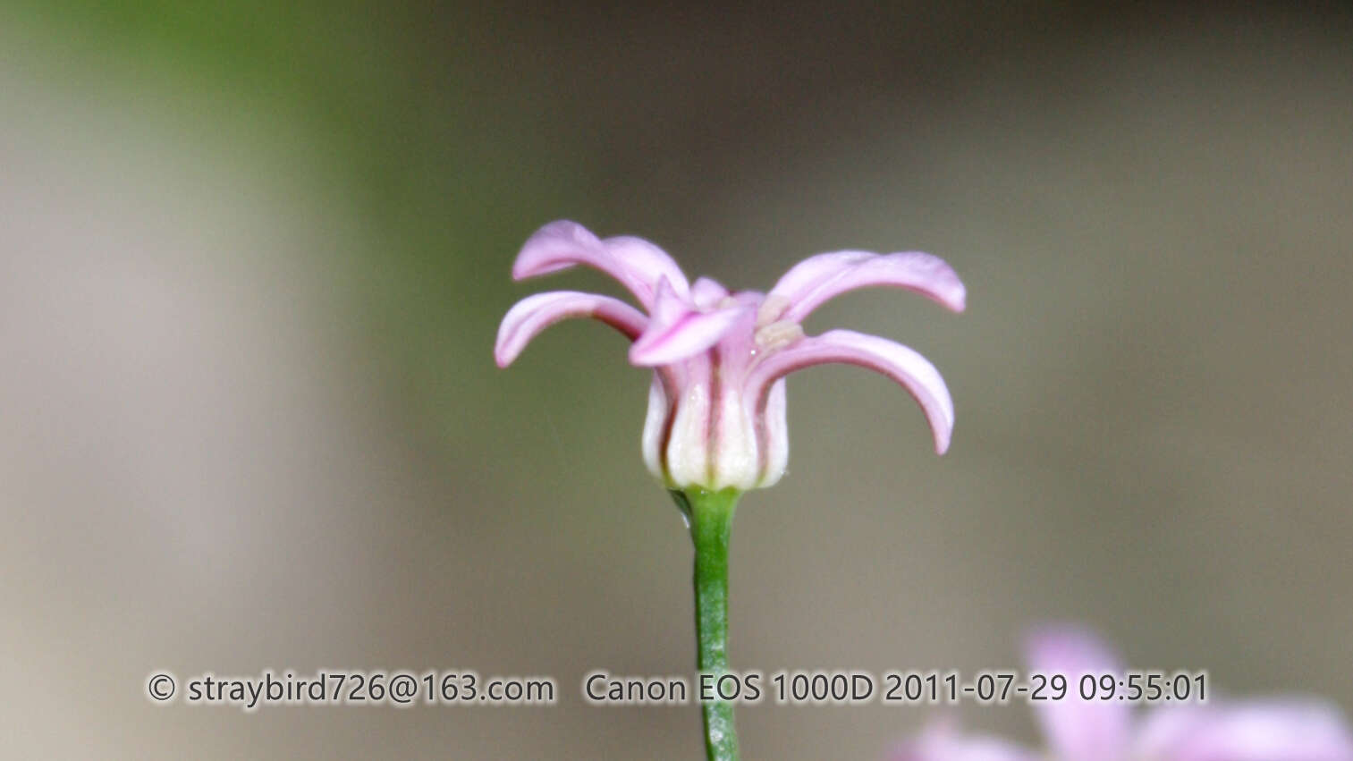 Image of Allium neriniflorum (Herb.) G. Don